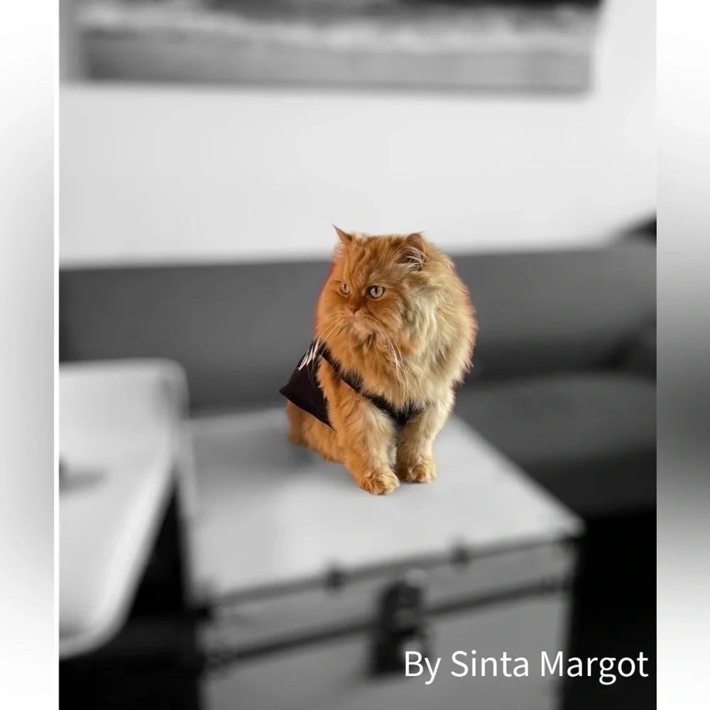 Digital photography print by me of my Persian cat wearing clothing NWT